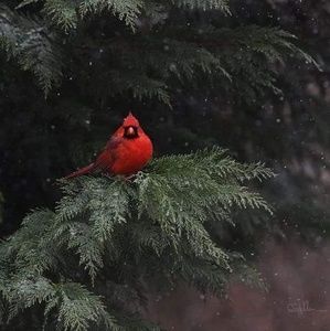 Meet your Posher, Melody